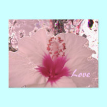 Hibiscus Love postcards