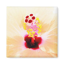 Hibiscus magnets