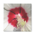 Hibiscus - Magnet by dchaddad Hibiscus - Magnet