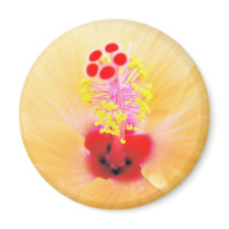 Hibiscus magnets