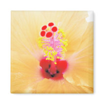 Hibiscus magnets