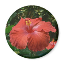 Hibiscus magnets