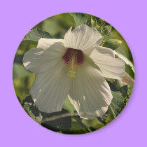 Hibiscus - magnet magnets