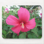 flowers, hibiscus, dallas, texas