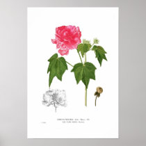 Hibiscus mutabilis posters