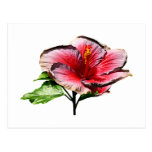 Hibiscus Night Fire Postcards