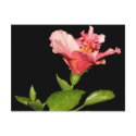 Hibiscus @ Night postcards