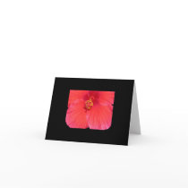 Hibiscus Notecards by Llywellyn Hibiscus Notecards