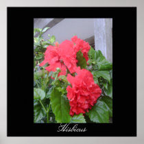 Hibiscus of the Antilles Print