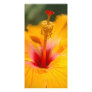 Hibiscus photo card