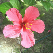 hibiscus photo sculptures by kysley hibiscus photo sculptures