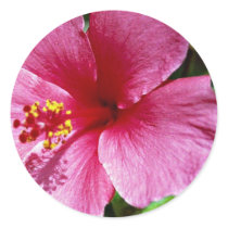 Hibiscus, pink stickers