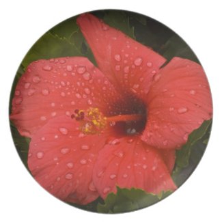 HIbiscus Plate 2 plate