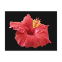 hibiscus postcards by bkang22 hibiscus postcards