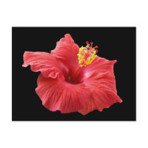 hibiscus postcards