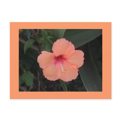 Hibiscus Postcard by sunsett76