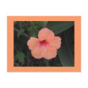Hibiscus Postcard