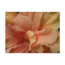 Hibiscus postcard