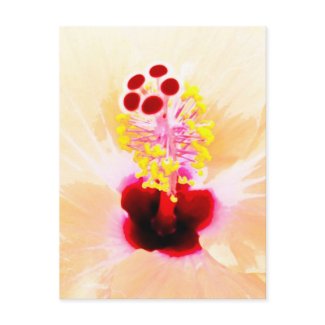 Hibiscus postcard