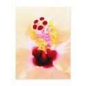 Hibiscus postcards