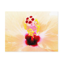 Hibiscus postcards