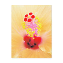 Hibiscus postcards