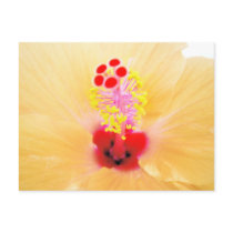 Hibiscus postcards