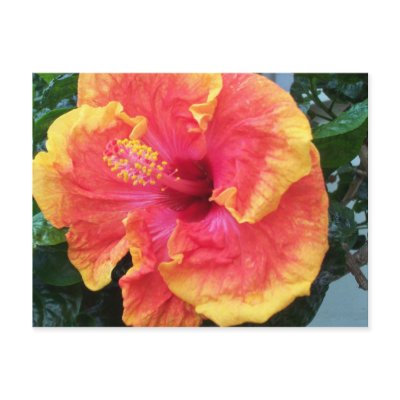 Hibiscus Postcard by sunsett76