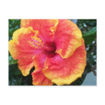 Hibiscus Postcard