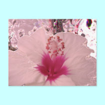 Hibiscus postcards