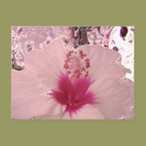 Hibiscus postcards