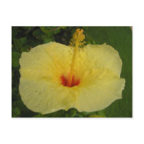 Hibiscus Postcard