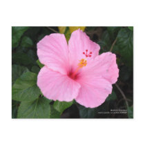 Hibiscus postcards by eblack2000 Hibiscus postcards