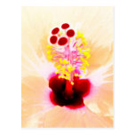Hibiscus Postcards