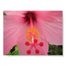 Hibiscus posters by KrisArts Hibiscus posters