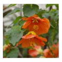 Hibiscus posters by KathleenWSS Hibiscus posters