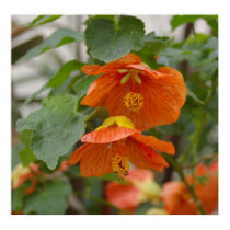 Hibiscus posters