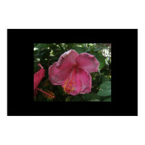 hibiscus posters
