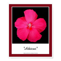 Hibiscus posters by jsweevil Hibiscus posters