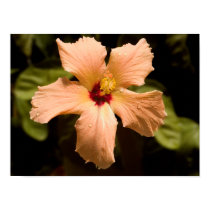 Hibiscus posters