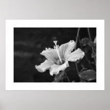 Hibiscus poster #2