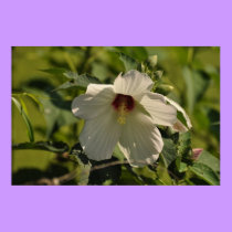 Hibiscus - poster/print by Horseshoes3 Hibiscus - poster/print