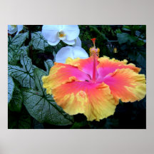 hibiscus posters
