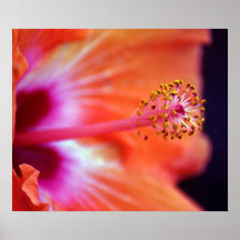 Hibiscus Print