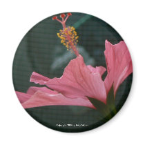 Hibiscus Profiled (Round) magnets