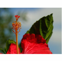 Hibiscus Red Flower photo sculptures by lifesphere Hibiscus Red Flower photo sculptures