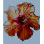 Hibiscus Sensation T-Shirt 2