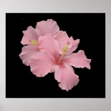 Hibiscus - Soft Angel Pink Print