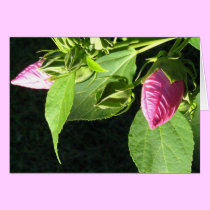 Hibiscus Soon to Blossom cards