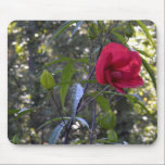 Hibiscus Standing Tall mousepads